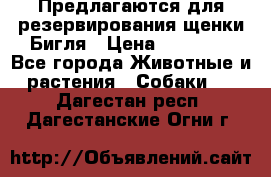 Предлагаются для резервирования щенки Бигля › Цена ­ 40 000 - Все города Животные и растения » Собаки   . Дагестан респ.,Дагестанские Огни г.